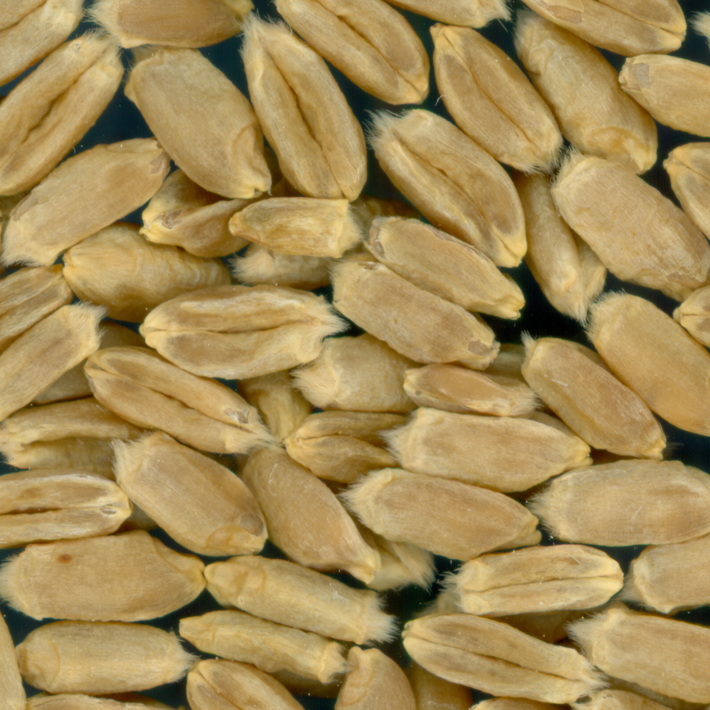 KERNELS